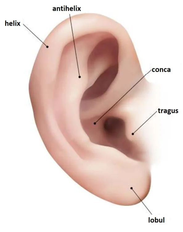 Planșă medicală ilustrativă — otoplastie