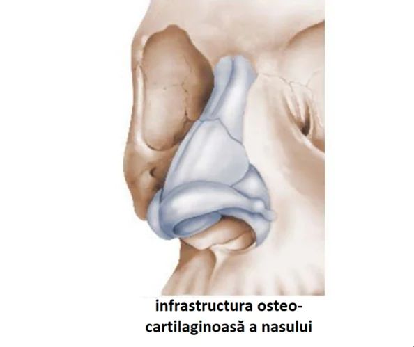 Planșă medicală ilustrativă — rinoplastie estetică